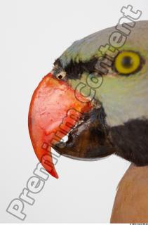 Parrot Psittacula alexandri 0006